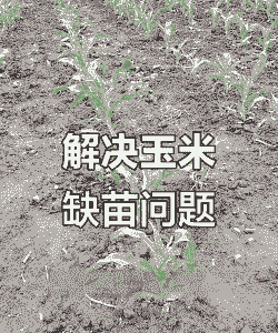 玉米种植技术缺苗怎么办