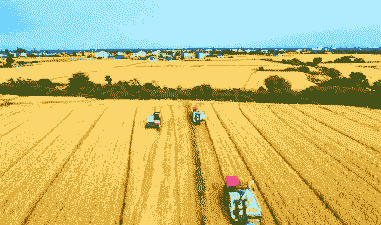 常熟本土玉米种植基地在哪里