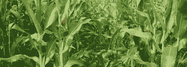 凤东玉米种植基地在哪里