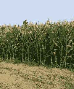 周口优质玉米种植基地有哪些