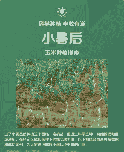 玉米种植气温低怎么办