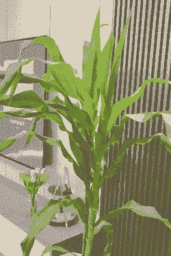 盆栽玉米种植技术全过程