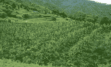 云南省保山玉米种植面积