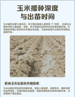 玉米种植深度多少为宜呢