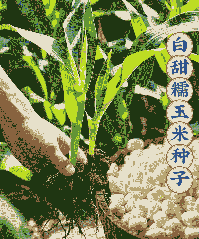 小白糯香玉米种植技术要点
