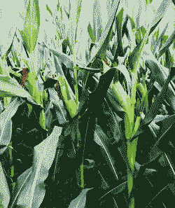 适应河南种植的玉米种