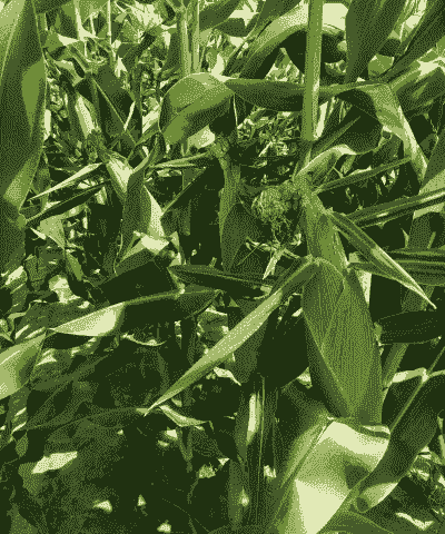 拜耳甜玉米种植条件要求