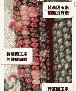 中国允许转基因玉米种植吗