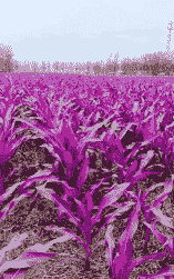 紫色玉米种植地点在哪里