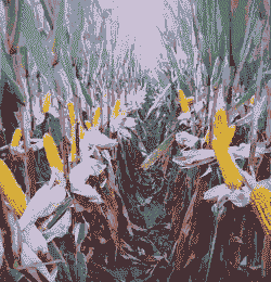 紫叶玉米种植基地有哪些