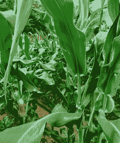 广东湛江水果玉米种植面积