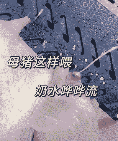 母猪难产后喂什么好吃