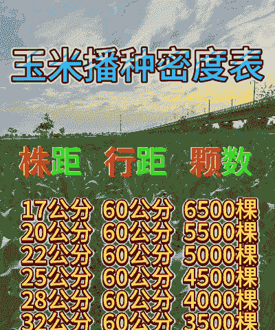 玉米种植密度过大的影响