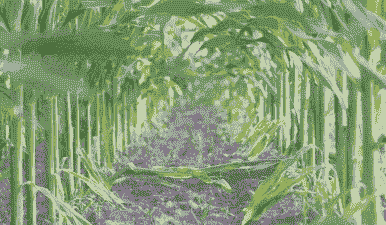 玉米种植太密会怎么样