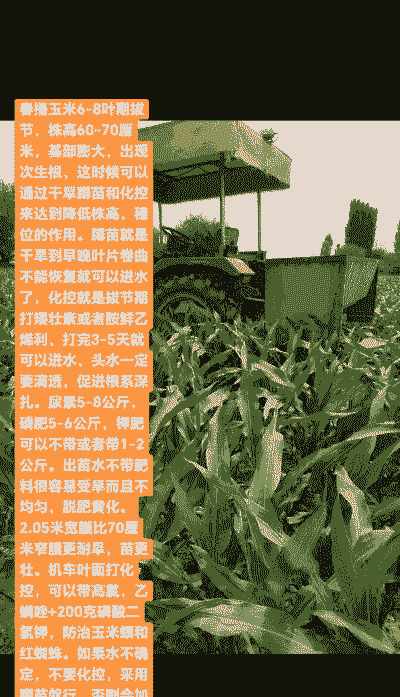 大八玉米种植条件有哪些