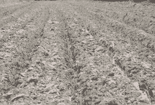 济南大蒜玉米种植基地在哪里