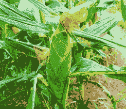 江西甜玉米种植品种有哪些