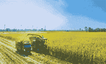 玉米种植后期需要割头吗