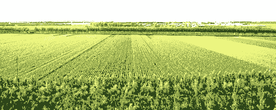 望奎县的玉米种植面积