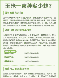 一亩玉米种植多少株