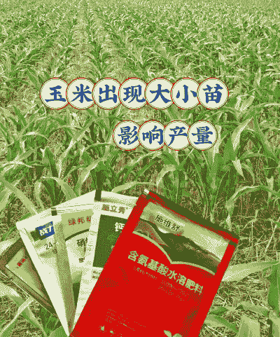 玉米种植早期施什么肥好