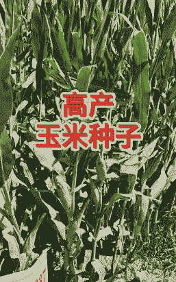 山东玉米种子哪个好种植