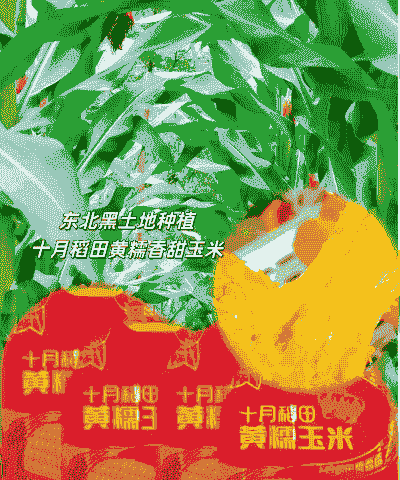东北黄糯玉米种植采摘时间