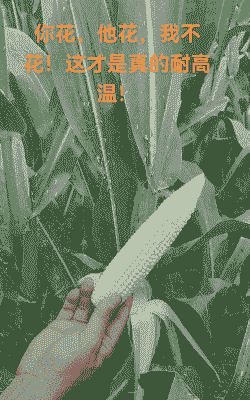 商丘适合种植的玉米种子