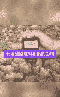 玉米种植的土壤酸碱度