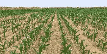 复播玉米种植意义和价值