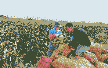 企石玉米种植基地在哪里