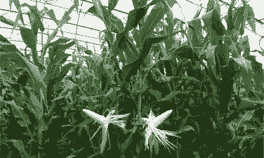 黏玉米种植技术全过程