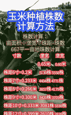 玉米种植棵数怎样计算的