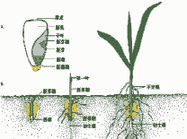 玉米种子种植全过程