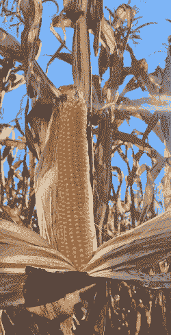 爆裂玉米种植收益怎么样