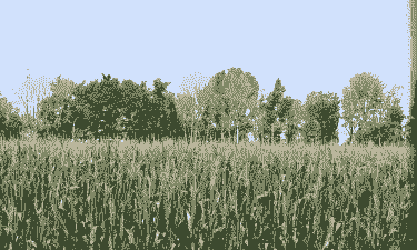 河间玉米种植情况怎么样