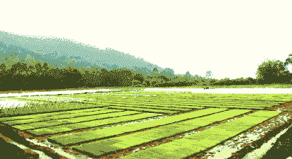 岑溪本地玉米种植基地有哪些