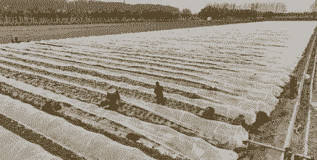 北方小拱棚糯玉米种植方法