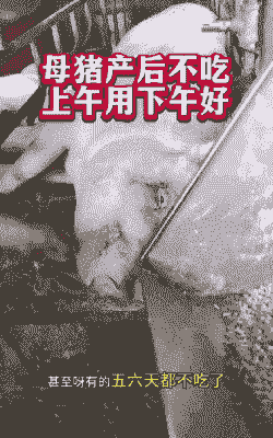 哺乳期母猪产后不食
