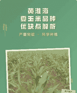 黄淮海夏玉米种植推荐