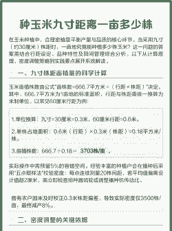 玉米种植距离是多远一棵