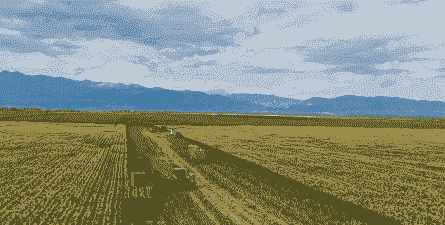 新疆玉米种植园在哪里啊