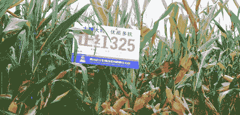 中江农产品玉米种植面积