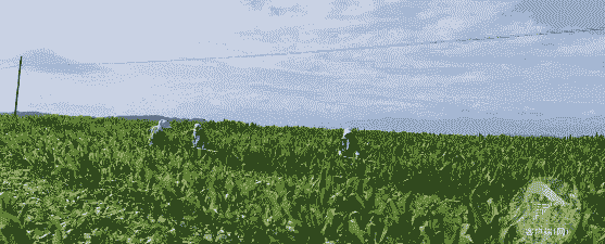 清水河县玉米种植面积