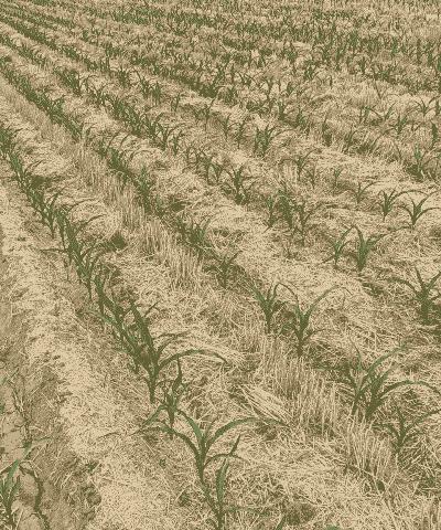 玉米种植太旱怎么办呢