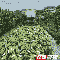 慈利县种什么玉米种植最多