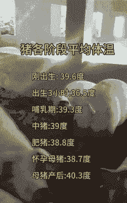 母猪产后低温多少度