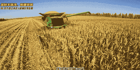 塔城玉米种植成本多少钱