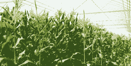 响水县玉米种植面积有多大