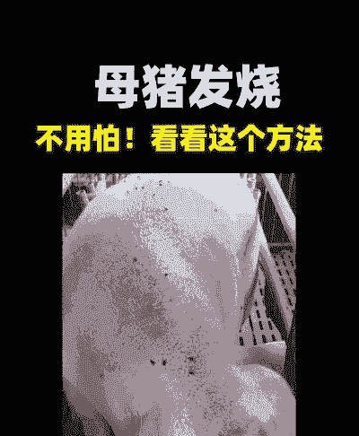 产后母猪怎么量体温